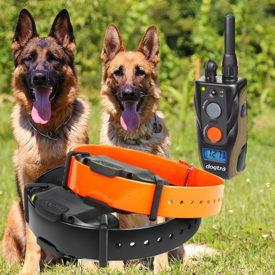 Dogtra arc 2 clearance dog